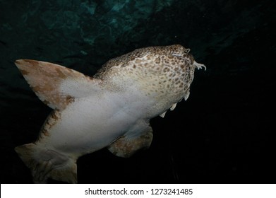 Spotted Wobbegong (Orectolobus Maculatus) Lying On The Ocean Floor