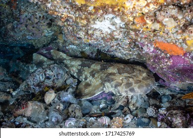 A spotted wobbegong shark is sleeping under a rock. Another name is shaggy beard shark. One of the carpet sharks family.