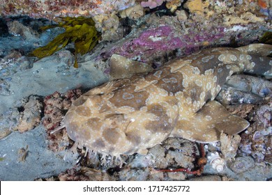 A spotted wobbegong shark is sleeping under a rock. Another name is shaggy beard shark. One of the carpet sharks family.