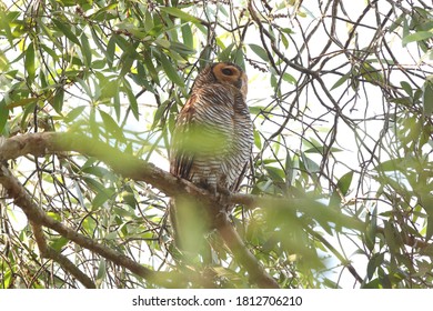 Spotted Wood Owl Just Woken Up