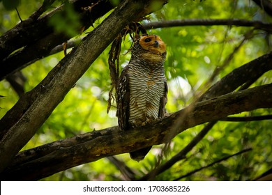 Spotted Wood Owl On A Branch