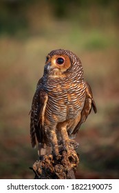 Spotted Wood Owl On A Tree Branch