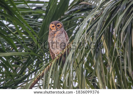 spotted wood owl perch on oil palm tree (Strix seloputo)