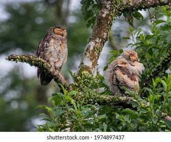 Spotted Wood Owl Perch Open 