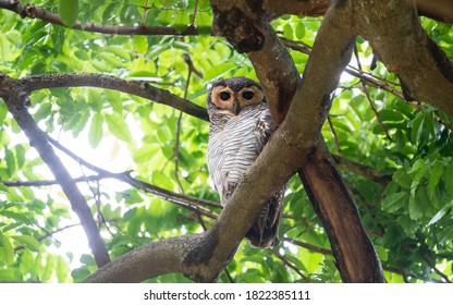 Spotted Wood Owl Resting In Park