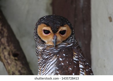 Spotted Wood Owl Staring Straight