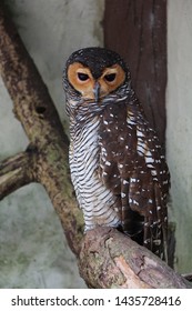 Spotted Wood Owl Staring Straight