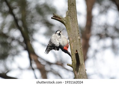 Woodpecker の画像 写真素材 ベクター画像 Shutterstock