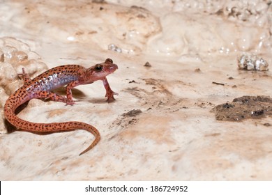 Spotted-tailed Cave Salamander