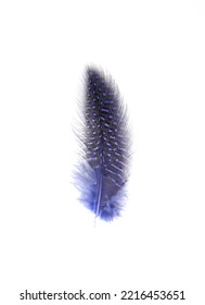 Spotty Blue - Black Bird Feather On White Background