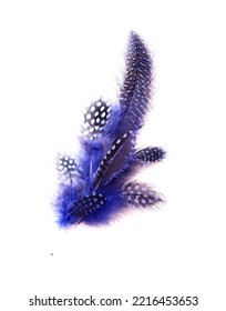 Spotty Blue - Black Bird Feather On White Background