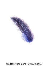 Spotty Blue - Black Bird Feather On White Background