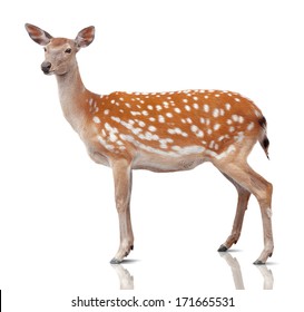 Spotty Deer Is Isolated On White
