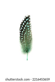 Spotty Green - Black Bird Feather On White Background