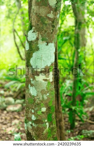 spotty tree bark in the dense, shady tropical jungle of the Yucatan