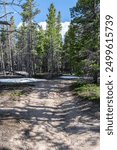 Sprague Lake Area Trail through woodland in late Spring with the last of the winter snow, Rocky Mountain National Park, Colorado, USA