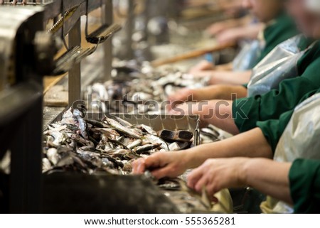 sprat processing factory, cannery plant, preparation of fish