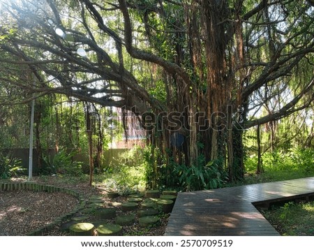 A sprawling banyan tree with dramatic roots and branches, surrounded by greenery and a wooden walkway in a shaded garden setting.
