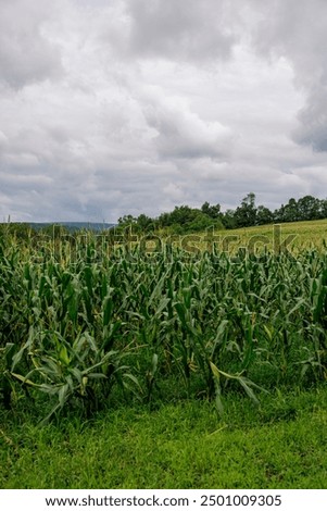 A sprawling cornfield under a cloudy sky, showcasing lush green stalks ready for harvest.