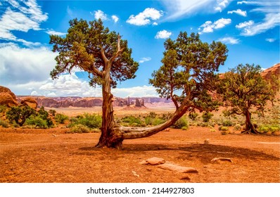 A sprawling tree in the canyon desert. Canyon desert tree landscape. Beautiful tree in beautiful canyon desert. Canyon desert scene