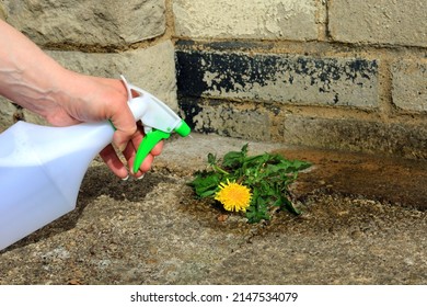 A Spray Bottle Full Of Weed Killer Being Used To Eliminate A Dandelion Weed Growing In A Garden Courtyard.