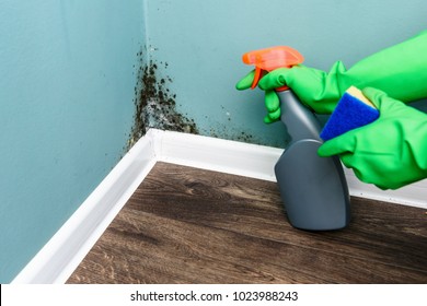 Spray Bottle And Sponge Near Black Mould Wall. House Cleaning Concept