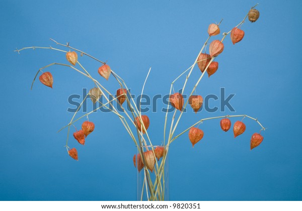 Spray Dried Chinese Lanterns Against Blue Stock Photo Edit Now 9820351