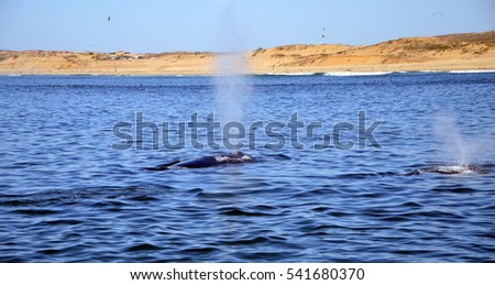 Spray of Humpback Whale in Pacific Ocean at Whalewatching tour in Monterey, California Stock foto © 