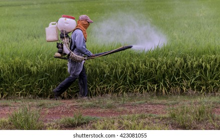 Spray pesticides rice in the morning.