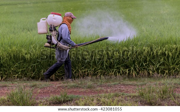 insecticides and pesticides for rice and corn