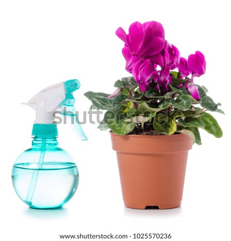 Spray with water for flowers cyclamen isolated on white background isolation