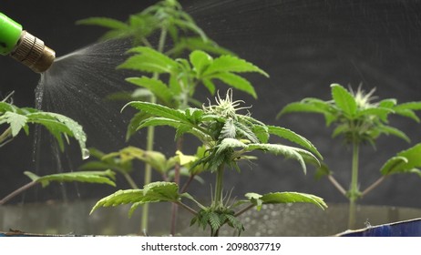 Spray Water On Young Cannabis Plants. Psychoactive Substance THC And CBD Marijuana Plant.