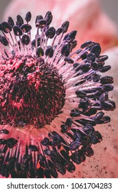 sprayed flower head