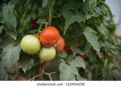 sprayed tomatoes with chemistry