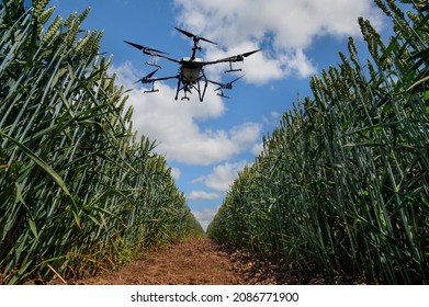 A Sprayer Drone Flies Over A Wheat Field. Smart Farming And Precision Farming