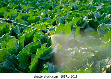 Sprayer nozzle sprayed the cabbage vegetable plant, insecticide and chemistry are used - Shutterstock ID 1897146019