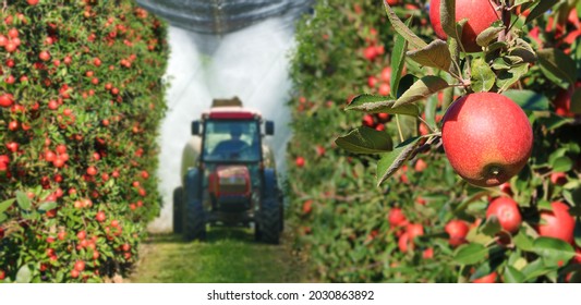 Spraying apple orchard to protect against disease and insects. Apple fruit tree spraying with a tractor and agricultural machinery in summer - Shutterstock ID 2030863892
