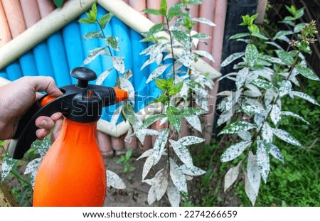 Spraying flowers against powdery mildew plant diseases. The concept of white plaque on the leaves of plants.