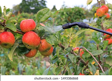 Spraying A Fruit Crop Of Apples To Protect Against Pests And Diseases And To Promote Healthy Growth.