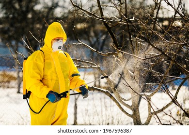 Spraying a fruit tree with an organic pesticide or insecticide in early spring.