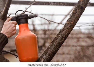 Spraying Fruit Tree with Organic Pesticide or Insecticide in Winter or early Spring. Spraing Trees against Fungus Infection. Close up. Copy Space.