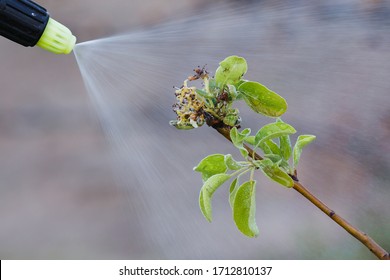 Spraying of fruit trees from insect pests in early spring. The gardener looks after a new young garden, spraying a pear tree from diseases and insects.