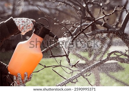Spraying Fruit Trees in Winter or Spring. Spray Pesticides Bare Tree against Fungal Diseases in Early Spring with Manual Sprayer.