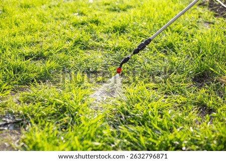 spraying the grass in a garden plot with a garden sprayer against weeds with a herbicide solution. Weed control.