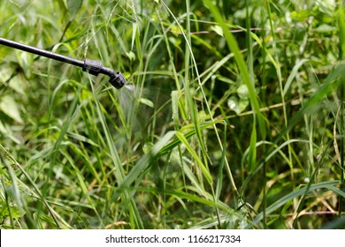 Spraying Herbicide From The Nozzle To Para Grass Weeds