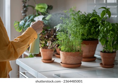 Spraying house plants, caring for indoors seedlings. Female hands in yellow shirt take care of young green fragrant aromatic fresh dill. Parsley cultivation, home herb, edible plants used for food. - Powered by Shutterstock