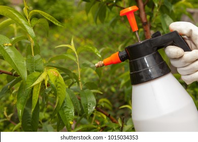 Spraying of peach fruit tree which sick leaf curl (Taphrina deformans) by fungicides