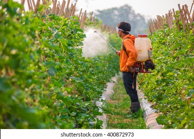 spraying pesticide in cantaloupe garden