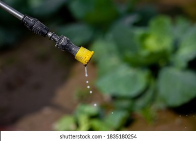 Spraying Pesticide From The Nozzle Of The Sprayer Manual. Medicines Are Being Sprayed To Control Insects In Vegetable Gardens.