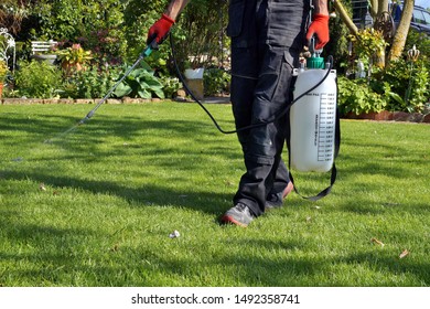 Spraying Pesticide With Portable Sprayer To Eradicate Garden Weeds In The Lawn. Weedicide Spray On The Weeds In The Garden. Pesticide Use Is Hazardous To Health. Weed Control Concept. Weed Killer. 